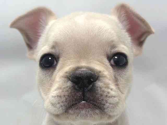大阪府のフレンチブルドッグ (ひごペットフレンドリー堺プラットプラット店/2025年9月23日生まれ/女の子/クリーム)の子犬の1枚目の画像