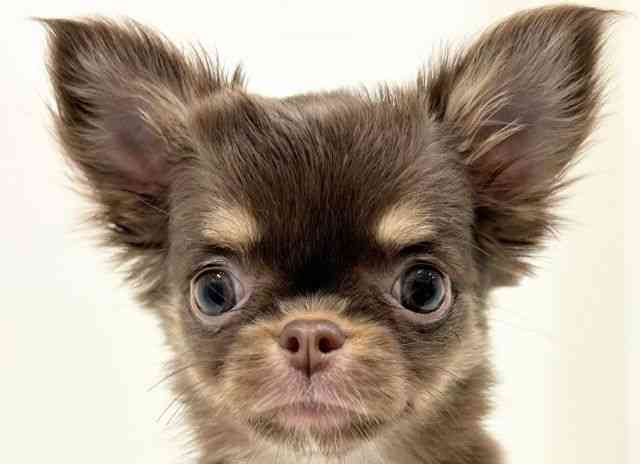 奈良県のチワワ(ロング) (ひごペットフレンドリーイオンモール橿原ウエスト・ビレッジ店/2025年9月18日生まれ/女の子/チョコレートタンホワイト)の子犬の1枚目の画像