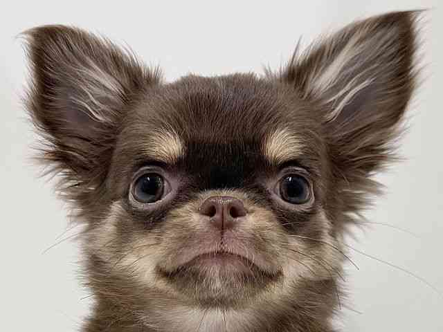 奈良県のチワワ(ロング) (ひごペットフレンドリーイオンモール橿原ウエスト・ビレッジ店/2025年9月18日生まれ/女の子/チョコレートタンホワイト)の子犬の1枚目の画像