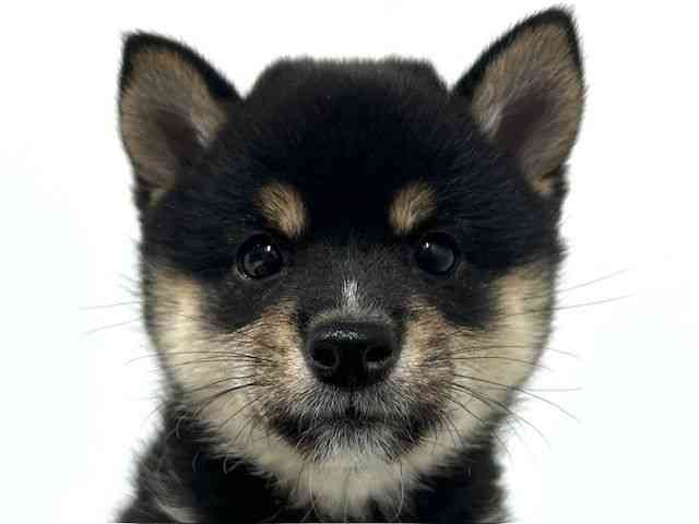 大阪府の柴犬(標準サイズ) (ひごペットフレンドリーベルファⅡ都島店/2025年9月20日生まれ/男の子/黒)の子犬の1枚目の画像