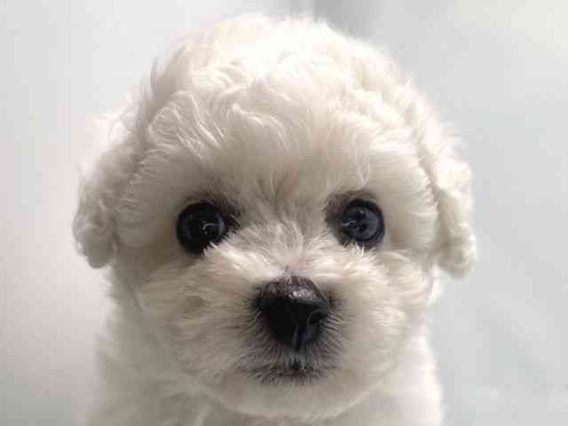 京都府のハーフ犬・ミックス犬 (ひごペットフレンドリー洛北阪急スクエア店/2025年9月21日生まれ/女の子/ホワイト)の子犬の1枚目の画像