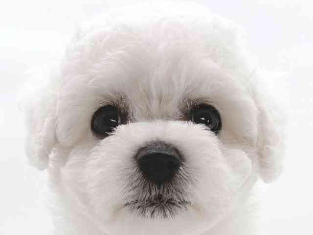 大阪府のハーフ犬・ミックス犬 (ひごペットフレンドリーイオンそよら海老江店/2025年9月21日生まれ/女の子/ホワイト)の子犬