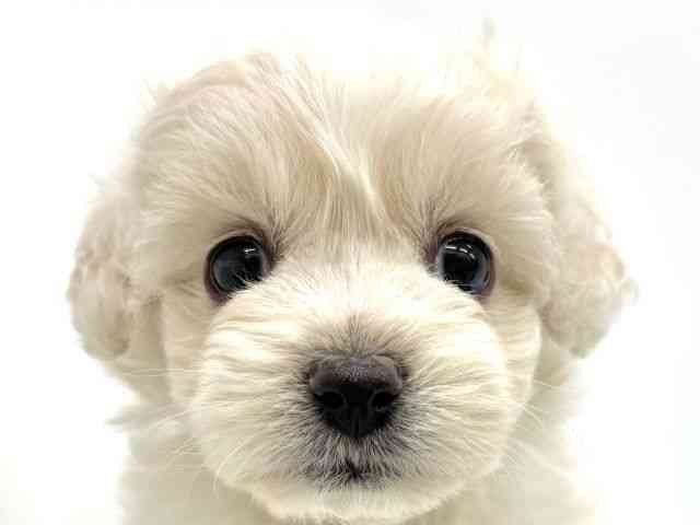 大阪府のハーフ犬・ミックス犬 (ひごペットフレンドリーイオンタウン茨木太田店/2025年9月21日生まれ/女の子/ホワイト)の子犬の1枚目の画像