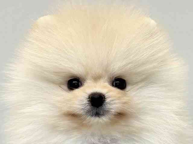 大阪府のポメラニアン (ひごペットフレンドリーセブンパーク天美店/2025年9月17日生まれ/男の子/ホワイト)の子犬の1枚目の画像