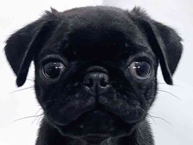 大阪府のパグ (ひごペットフレンドリーイズミヤショッピングセンター千里丘店/2025年9月22日生まれ/男の子/ブラック)の子犬の1枚目の画像