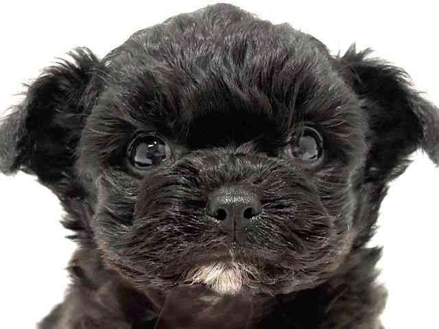 大阪府のハーフ犬・ミックス犬 (ひごペットフレンドリーイオン高槻店/2025年9月22日生まれ/男の子/ブラック)の子犬の1枚目の画像