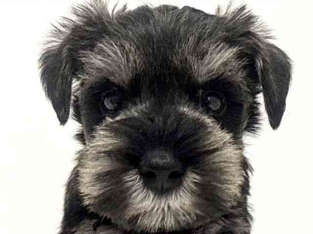 大阪府のミニチュアシュナウザー (ひごペットフレンドリーくずはモール店/2025年9月23日生まれ/男の子/ソルトペッパー)の子犬の1枚目の画像