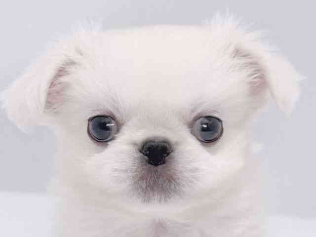 大阪府のペキニーズ (ひごペットフレンドリーイズミヤショッピングセンター千里丘店/2025年9月22日生まれ/男の子/ホワイト)の子犬