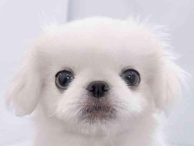 大阪府のペキニーズ (ひごペットフレンドリーイズミヤショッピングセンター千里丘店/2025年9月22日生まれ/男の子/ホワイト)の子犬の1枚目の画像