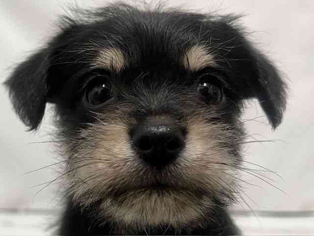 和歌山県のハーフ犬・ミックス犬 (ひごペットフレンドリーパームシティ和歌山店/2025年9月21日生まれ/男の子/ブラックシルバー)の子犬の1枚目の画像