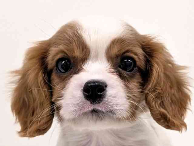 福岡県のキャバリアキングチャールズスパニエル (ひごペットフレンドリーリバーウォーク北九州店/2025年9月16日生まれ/男の子/ブレンハイム)の子犬の1枚目の画像