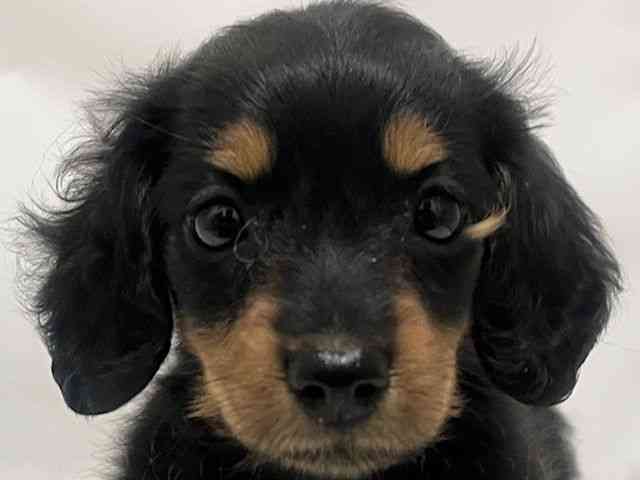 和歌山県のミニチュアダックスフンド(ロング) (ひごペットフレンドリーパームシティ和歌山店/2025年9月21日生まれ/女の子/ブラックタン)の子犬の1枚目の画像