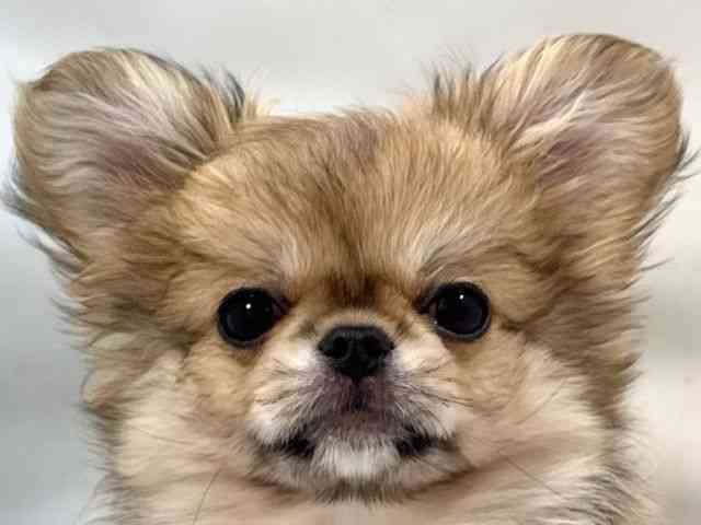 大阪府のチワペキ/ペキチー/ペキチワ(チワワ×ペキニーズ) (ひごペットフレンドリー堺プラットプラット店/2025年9月22日生まれ/女の子/フォーンホワイト)の子犬