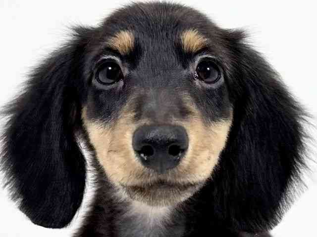 京都府のミニチュアダックスフンド(ロング) (ひごペットフレンドリーイズミヤショッピングセンター八幡店/2025年9月21日生まれ/女の子/ブラックタン)の子犬の1枚目の画像