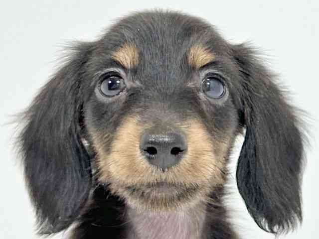 京都府のミニチュアダックスフンド(ロング) (ひごペットフレンドリーイズミヤショッピングセンター八幡店/2025年9月21日生まれ/女の子/ブラックタン)の子犬の1枚目の画像