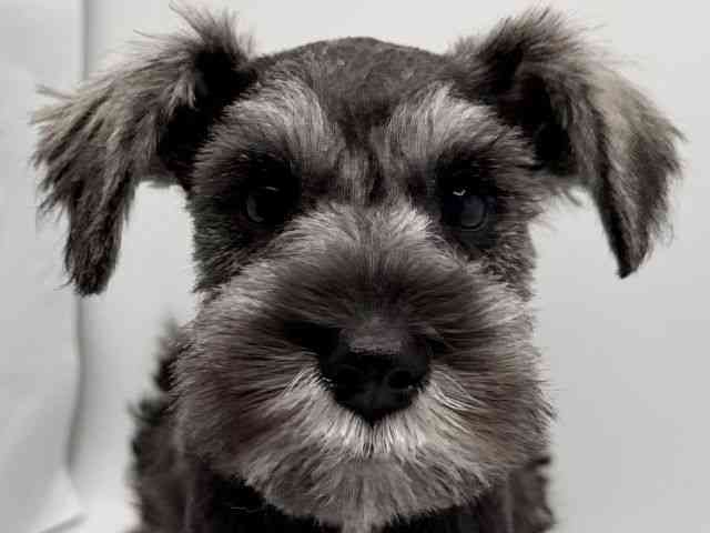 大阪府のミニチュアシュナウザー (ひごペットフレンドリーみのおキューズモール店/2025年9月22日生まれ/女の子/ソルトペッパー)の子犬の1枚目の画像