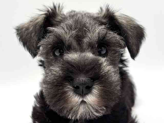 大阪府のミニチュアシュナウザー (ひごペットフレンドリーみのおキューズモール店/2025年9月22日生まれ/女の子/ソルトペッパー)の子犬の1枚目の画像