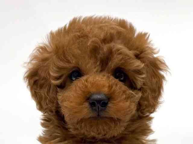 愛知県のトイプードル(トイ) (ひごペットフレンドリーヴィアモール アピタ江南西店/2025年9月23日生まれ/女の子/レッド)の子犬