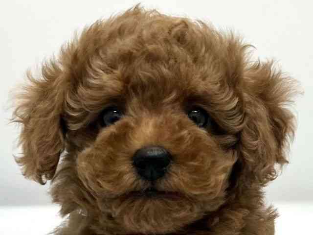 京都府のトイプードル(トイ) (ひごペットフレンドリー京都店/2025年9月23日生まれ/女の子/レッド)の子犬の1枚目の画像