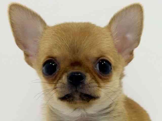 広島県のチワワ(スムース) (ひごペットフレンドリーフジグラン神辺店/2025年9月20日生まれ/男の子/レッド)の子犬の1枚目の画像