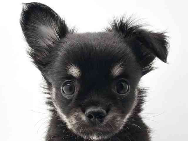 兵庫県のチワワ(ロング) (ひごペットフレンドリークラウンパーク伊丹店/2025年9月20日生まれ/男の子/ブラックタン)の子犬