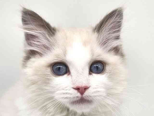大阪府のラグドール (ひごペットフレンドリー泉ヶ丘店/2025年9月23日生まれ/女の子/ブルーポイントバイカラー)の子猫の1枚目の画像