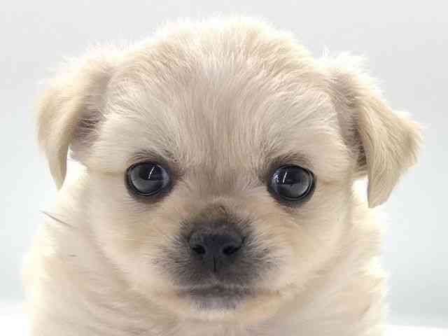 愛知県のチワペキ/ペキチー/ペキチワ(チワワ×ペキニーズ) (ひごペットフレンドリープライムツリー赤池店/2025年9月22日生まれ/男の子/クリーム)の子犬の1枚目の画像