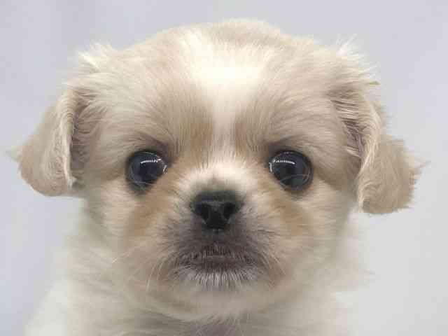 兵庫県のチワペキ/ペキチー/ペキチワ(チワワ×ペキニーズ) (ひごペットフレンドリーイオンタウン加古川店/2025年9月22日生まれ/男の子/クリーム)の子犬の1枚目の画像