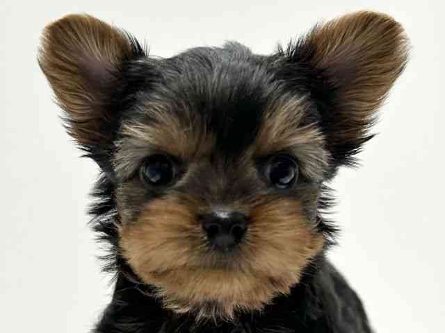 愛知県のヨークシャーテリア (ひごペットフレンドリーららぽーと名古屋みなとアクルス店/2025年9月22日生まれ/女の子/スチールブルータン)の子犬の1枚目の画像