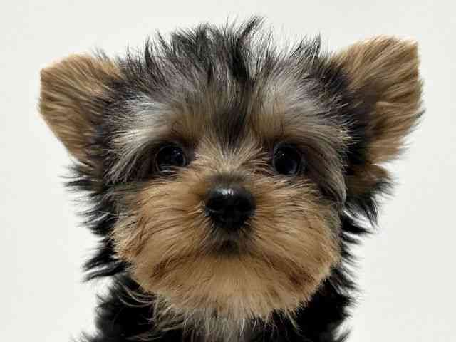 愛知県のヨークシャーテリア (ひごペットフレンドリーららぽーと名古屋みなとアクルス店/2025年9月22日生まれ/女の子/スチールブルータン)の子犬の1枚目の画像