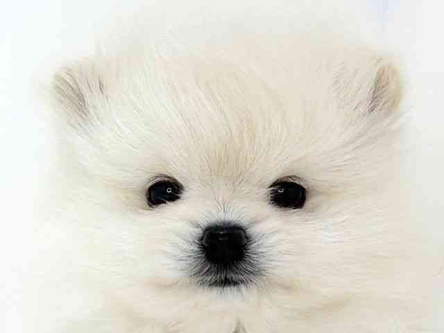大阪府のポメラニアン (ひごペットフレンドリーいこらもーる泉佐野店/2025年9月23日生まれ/男の子/ホワイト)の子犬の1枚目の画像