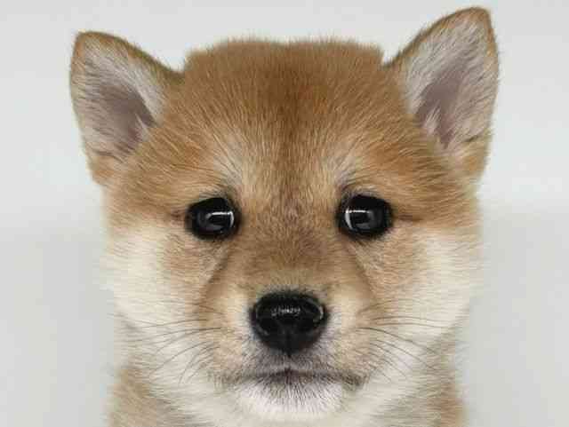 広島県の柴犬(標準サイズ) (ひごペットフレンドリーフジグラン神辺店/2025年9月23日生まれ/女の子/赤)の子犬の1枚目の画像