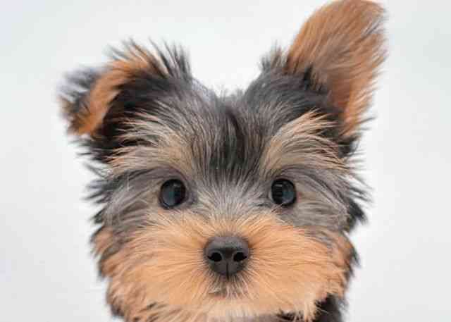 島根県のヨークシャーテリア (ひごペットフレンドリーイオン松江ショッピングセンター店/2025年9月21日生まれ/女の子/スチールブルータン)の子犬の1枚目の画像