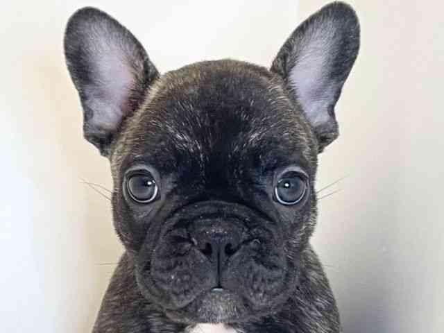 兵庫県のフレンチブルドッグ (ひごペットフレンドリーイトーヨーカドー明石店/2025年9月24日生まれ/男の子/ブリンドル)の子犬