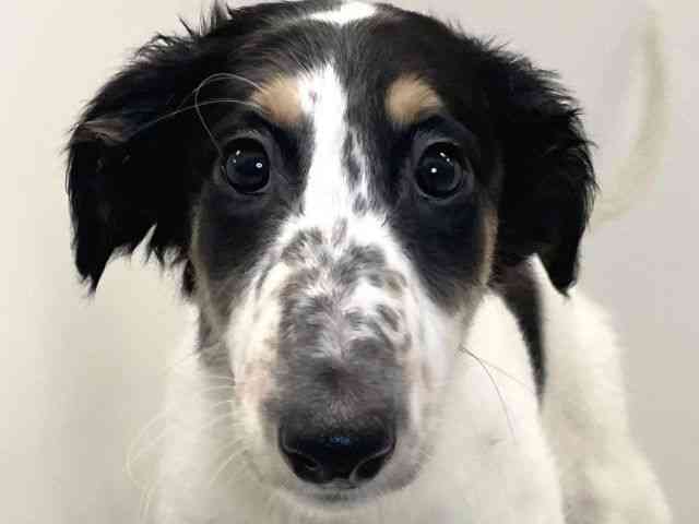 徳島県のボルゾイ (ひごペットフレンドリーゆめタウン徳島店/2025年9月22日生まれ/女の子/ホワイトブラックタン)の子犬の1枚目の画像