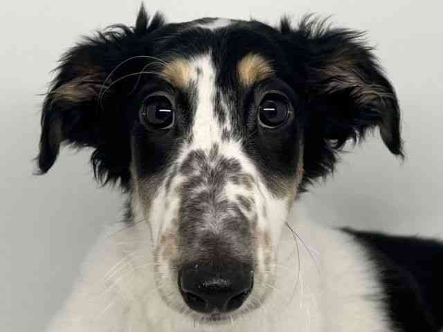 徳島県のボルゾイ (ひごペットフレンドリーゆめタウン徳島店/2025年9月22日生まれ/女の子/ホワイトブラックタン)の子犬の1枚目の画像