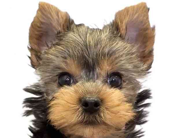 愛媛県のヨークシャーテリア (ひごペットフレンドリーエミフルMASAKI店/2025年9月22日生まれ/女の子/スチールブルータン)の子犬の1枚目の画像