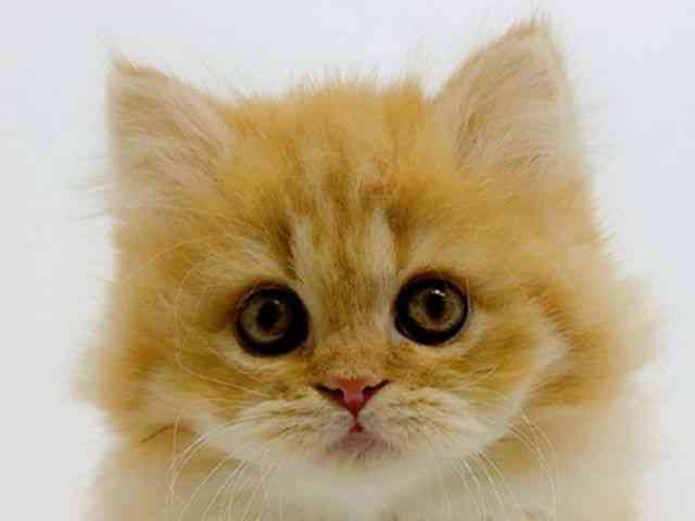 広島県のエキゾチック (ひごペットフレンドリーフジグラン神辺店/2025年9月22日生まれ/女の子/レッドスポッテッドタビー)の子猫の1枚目の画像