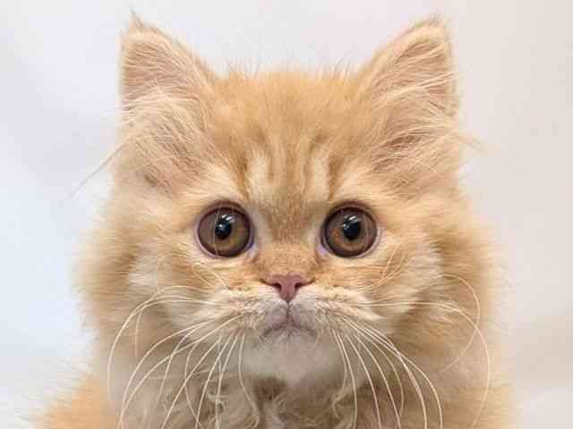 広島県のエキゾチック (ひごペットフレンドリーゆめタウン廿日市店/2025年9月22日生まれ/女の子/レッドスポッテッドタビー)の子猫の1枚目の画像