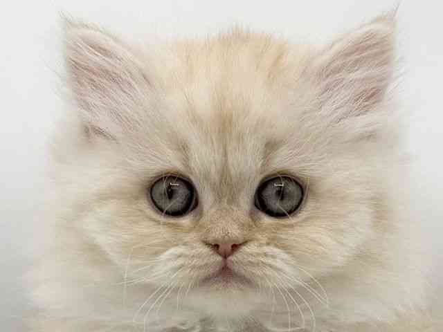 大阪府のエキゾチック (ひごペットフレンドリーららぽーとEXPOCITY店/2025年9月22日生まれ/男の子/クリームマッカレルタビーホワイト)の子猫の1枚目の画像