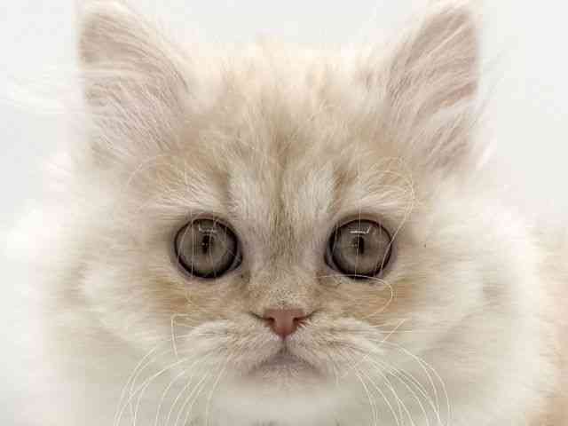 大阪府のエキゾチック (ひごペットフレンドリーイオンそよら海老江店/2025年9月22日生まれ/男の子/クリームマッカレルタビーホワイト)の子猫の1枚目の画像