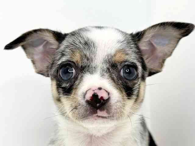 広島県のチワワ(スムース) (ひごペットフレンドリーフジグラン神辺店/2025年9月22日生まれ/男の子/ブルーマールホワイト)の子犬の1枚目の画像