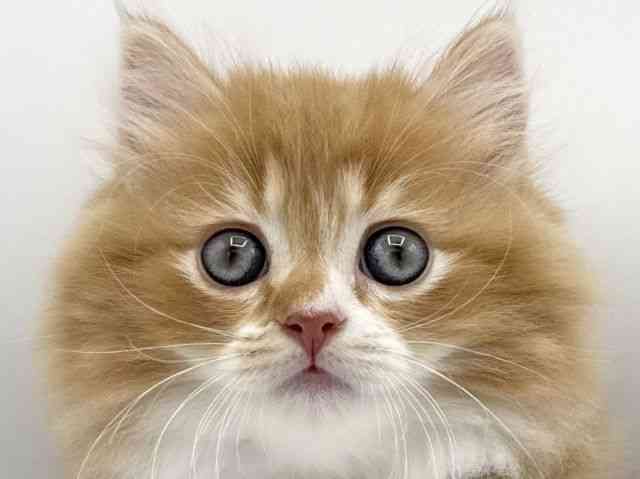 大阪府のミヌエット (ひごペットフレンドリーららぽーとEXPOCITY店/2025年9月23日生まれ/男の子/レッドタビーホワイト)の子猫の1枚目の画像