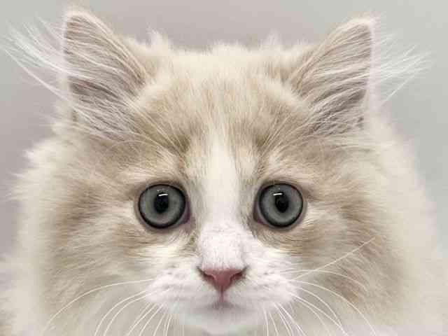 京都府のミヌエット (ひごペットフレンドリー京都店/2025年9月23日生まれ/男の子/クリームタビーホワイト)の子猫の1枚目の画像