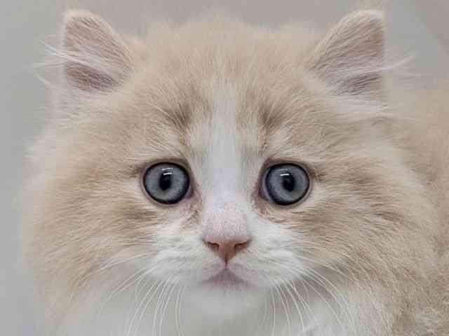 京都府のミヌエット (ひごペットフレンドリー京都店/2025年9月23日生まれ/男の子/クリームタビーホワイト)の子猫の1枚目の画像