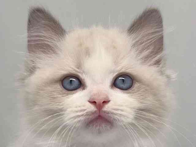 京都府のラグドール (ひごペットフレンドリー洛北阪急スクエア店/2025年9月24日生まれ/女の子/ブルーポイントバイカラー)の子猫の1枚目の画像