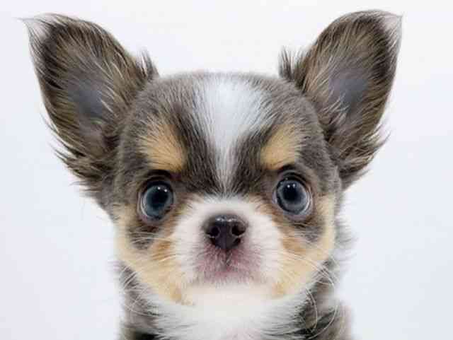 広島県のチワワ(ロング) (ひごペットフレンドリーフジグラン神辺店/2025年9月23日生まれ/男の子/ブルータンホワイト)の子犬の1枚目の画像