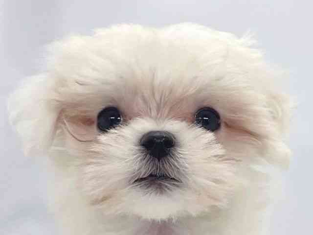 香川県のマルチーズ (ひごペットフレンドリーゆめタウン高松店/2025年9月22日生まれ/女の子/ホワイト)の子犬の1枚目の画像