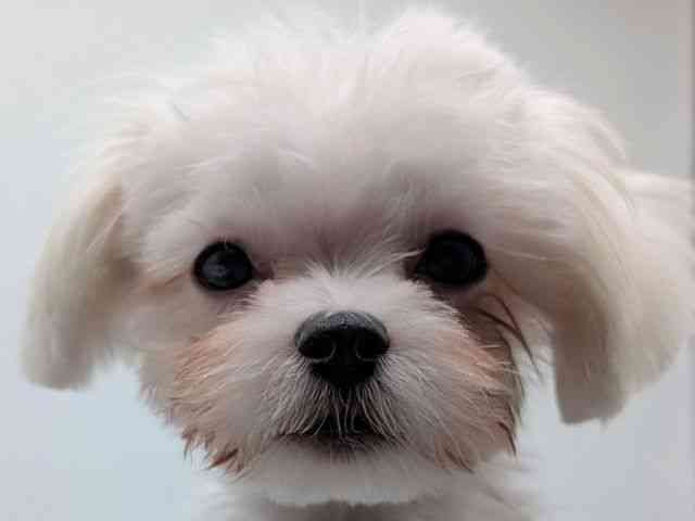 香川県のマルチーズ (ひごペットフレンドリーゆめタウン高松店/2025年9月22日生まれ/女の子/ホワイト)の子犬の1枚目の画像