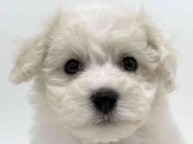 大阪府のビションフリーゼ (ひごペットフレンドリー泉ヶ丘店/2025年9月24日生まれ/男の子/ホワイト)の子犬の1枚目の画像